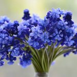 10 useful life hacks to make flowers last longer in a vase
