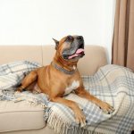6 ways to get rid of animal smell in your apartment