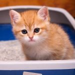 How to wash a cat&#39;s litter box?