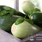 To enjoy the taste of fresh zucchini all year round, you need to know how to store them correctly (up to 6-7 months)