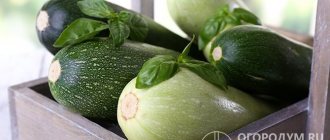 To enjoy the taste of fresh zucchini all year round, you need to know how to store them correctly (up to 6-7 months)