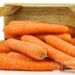 To preserve carrots until spring, plant varieties that are suitable for long-term storage, collect and dry the crop in a timely manner, and also create a favorable microclimate for saving