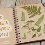 Making a beautiful herbarium with your own hands: step-by-step instructions