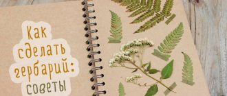 Making a beautiful herbarium with your own hands: step-by-step instructions