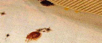sofa bugs what to do