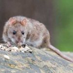 Effective rat repellent: list with names, rating of the best, composition and instructions for use