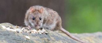Effective rat repellent: list with names, rating of the best, composition and instructions for use