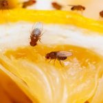 Effective ways to get rid of fruit gnats