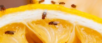Effective ways to get rid of fruit gnats