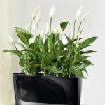 Photo of spathiphyllum against the wall