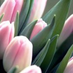 Where and how to properly store tulips in winter at home