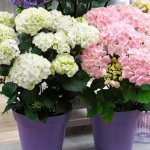 Hydrangea as a potted plant