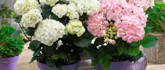Hydrangea as a potted plant