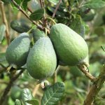 chemical composition and benefits of feijoa