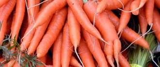 Хранение моркови зимой