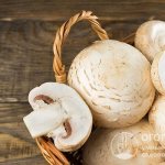 You can store champignons at home in the refrigerator or freezer. The main thing is to prepare the mushrooms correctly, choose the right container and create a favorable microclimate 