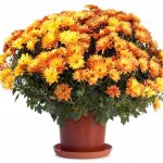 chrysanthemum in a pot home care