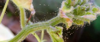 How to fight spider mites using traditional methods
