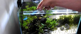 How to clean an aquarium