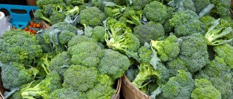 How long does broccoli last? Tips for storing and freezing. 