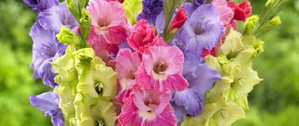 how to store gladioli bulbs in winter