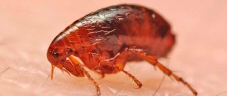 how to get rid of fleas in the house quickly at home
