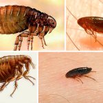 How to get rid of fleas in an apartment?