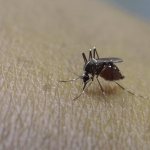 как избавиться от комаров народными средствами: фото