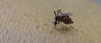 как избавиться от комаров народными средствами: фото