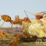 Как избавиться от рыжих муравьев в квартире: полезные рекомендации