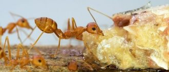 How to get rid of red ants in an apartment: useful tips