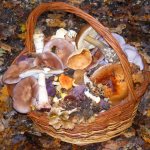 how to process mushrooms