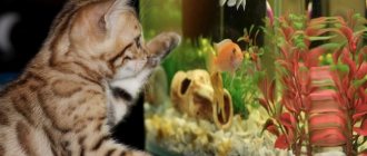 How to clean an aquarium from limescale