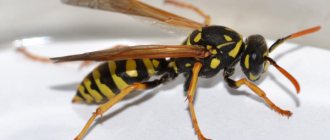 How to repel wasps