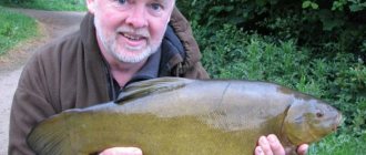 How to Clean Tench from Scales Quickly at Home Quickly and Effectively • Share link