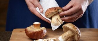 How to properly clean different types of mushrooms at home