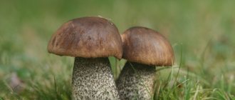 How to properly collect, clean and process boletus mushrooms