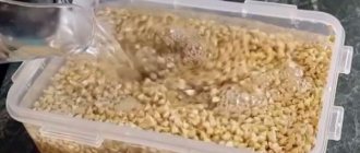 How to germinate green buckwheat
