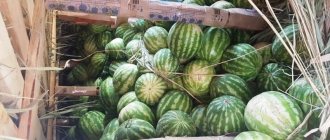 How to preserve a watermelon in the cellar until the New Year - 7 best ways