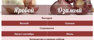 How to keep peeled garlic fresh for the winter until spring