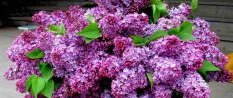how to preserve lilacs in a vase