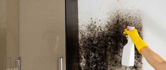 How to remove mold smell