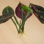 How to care for arrowroot at home? Diseases, pests, care errors 