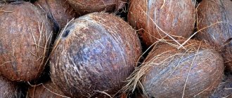 How to choose a coconut?