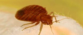 What does a bed bug look like - photo