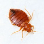 What does a bedbug look like - photo of the bedbug