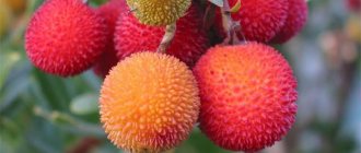 How to grow lychees from seeds at home
