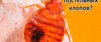How to remove bedbugs
