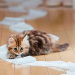 How to remove the smell of cat urine from clothes at home?