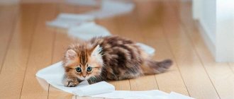 How to remove the smell of cat urine from clothes at home?